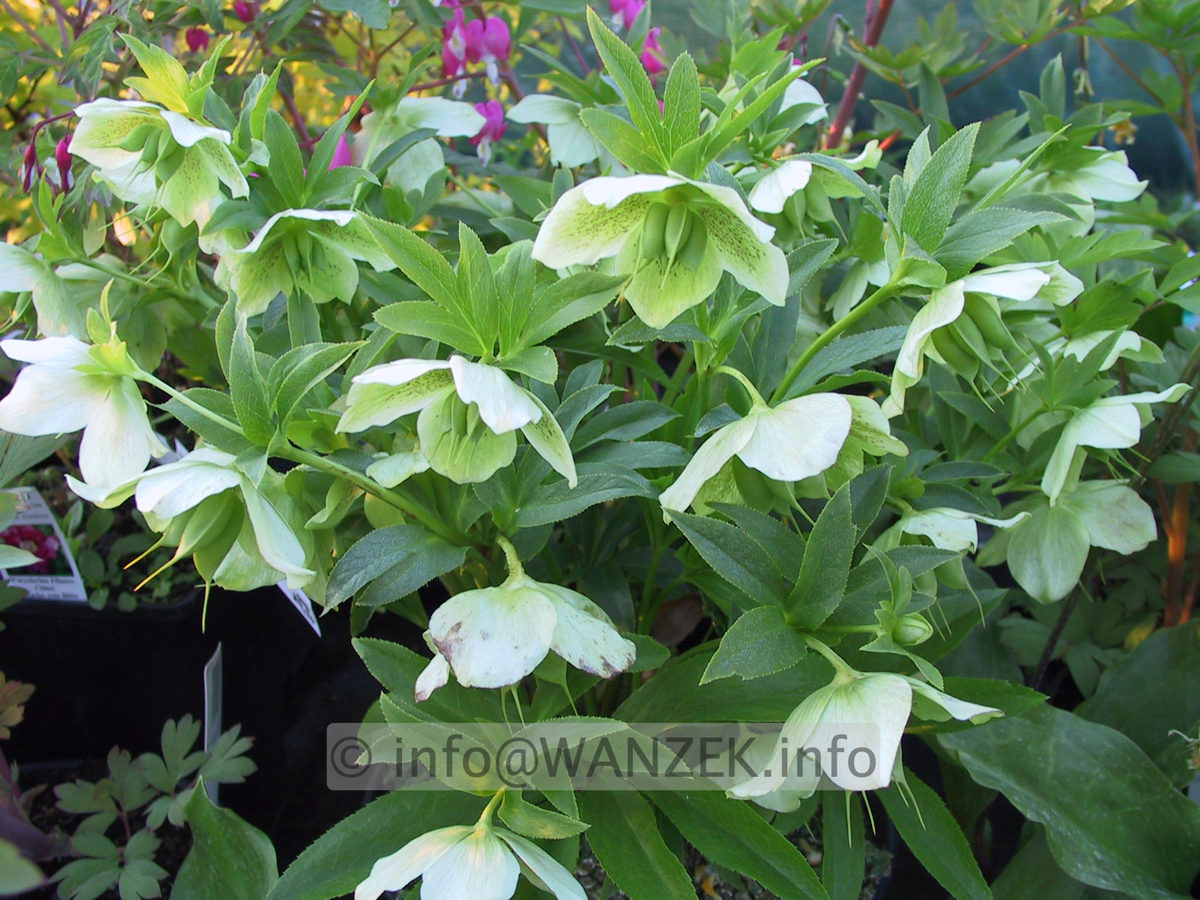 Helleborus corsicus - weiss-gruen.JPG